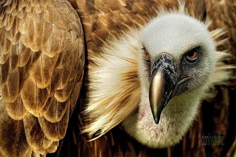 Vulture, bird, spectacular, danni hernanz, HD wallpaper