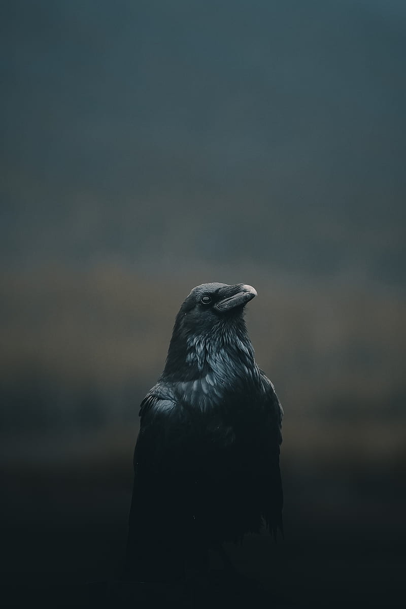 crow, bird, black, dark, HD phone wallpaper