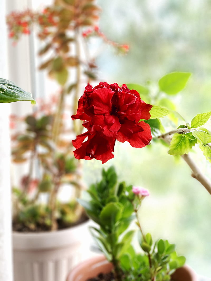 red flower in tilt shift lens, HD phone wallpaper