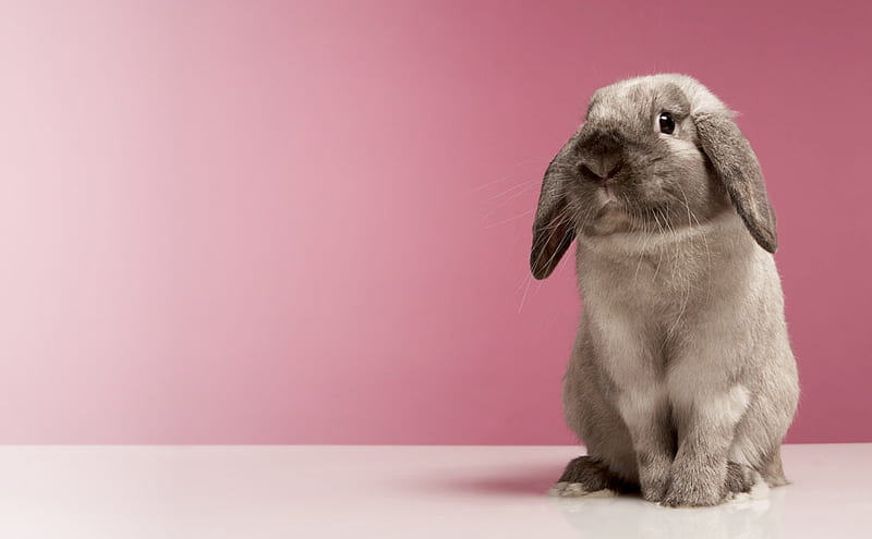 Easter Bunny, Easter, Bunny, Pink, HD wallpaper