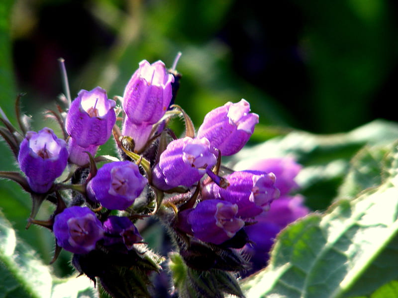 purple comfrey., flower, comfrey, sunshine, purple, HD wallpaper
