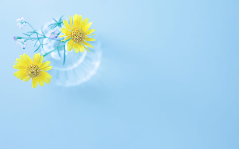 *** Simple beauty ***, flower, yellow, flowers, nature, HD wallpaper