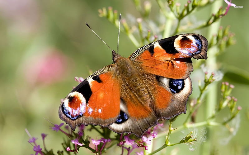 peacock butterfly, peacock, flower, insect, buttterfly, HD wallpaper
