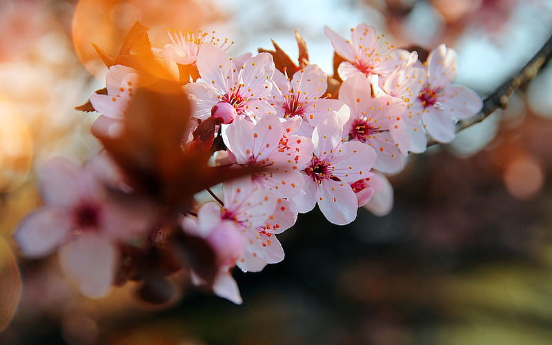cherry blossom, pink flowers, cherry branches, first flowers, spring, spring flowering, HD wallpaper