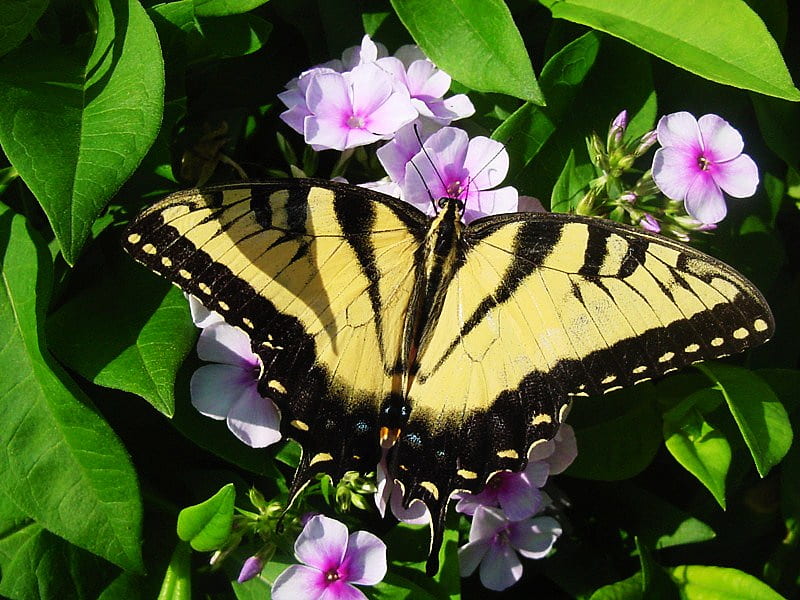Phlox and butterfly, viceroy, phlox, flower, pink, yellow and black, HD wallpaper