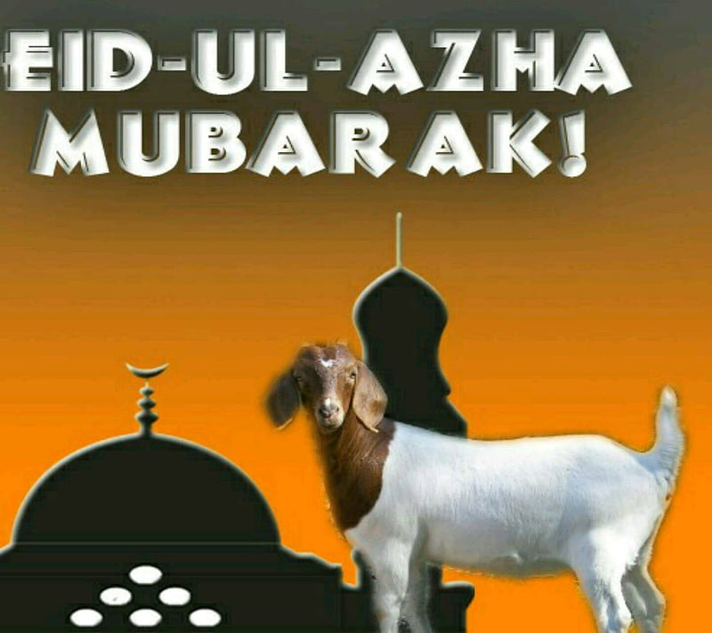 Eid ul Adha bull cow eid mubarak eiduladha goat hunter janwar  qurbani HD phone wallpaper  Peakpx
