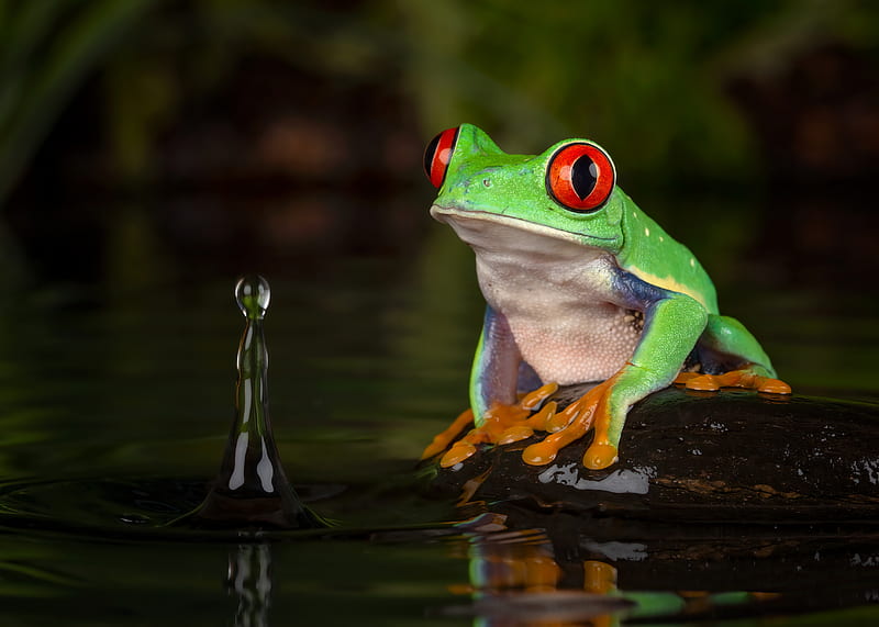 Frogs, Red Eyed Tree Frog, Frog , Amphibian, HD wallpaper
