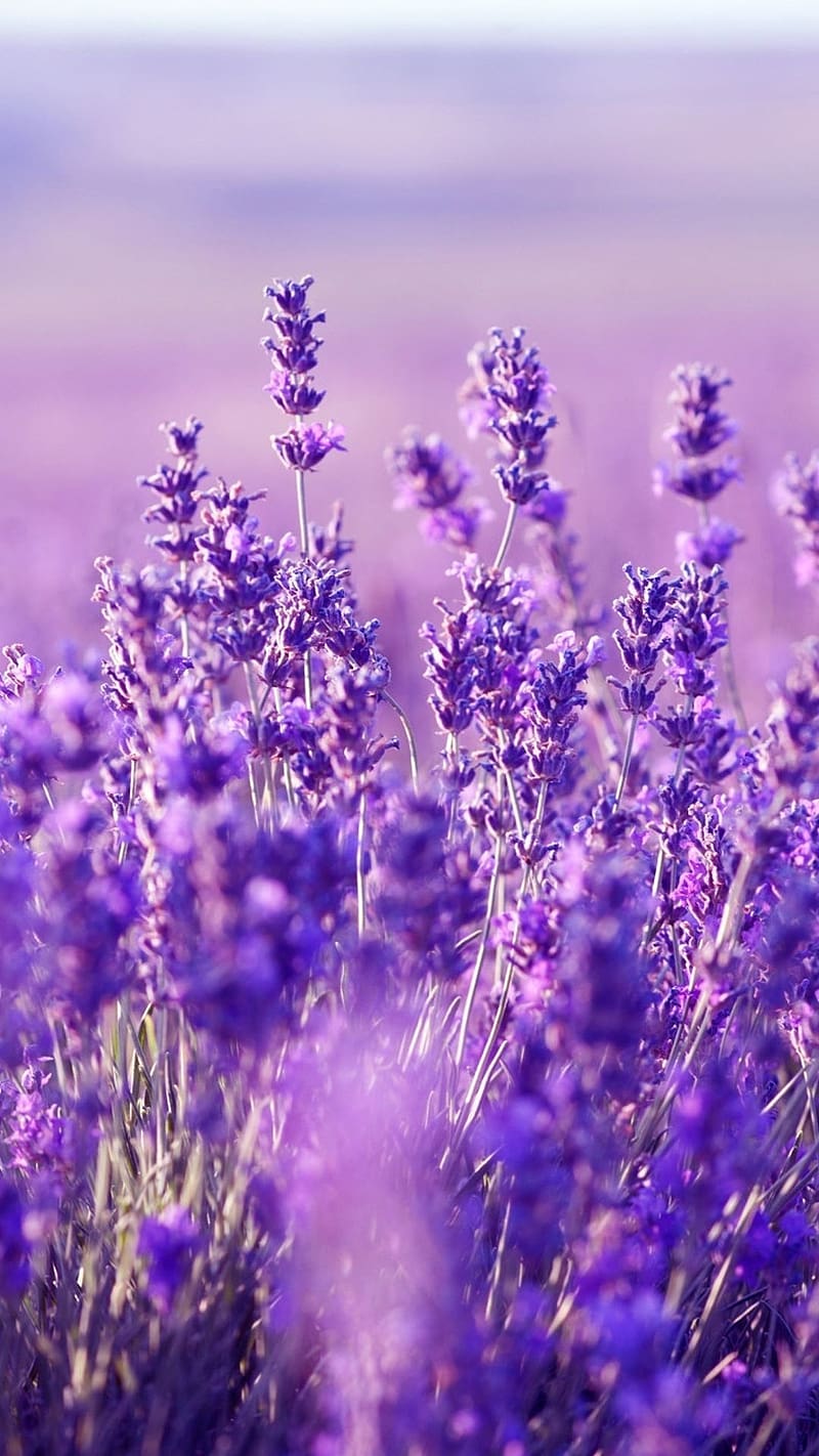 HD lavender colours wallpapers | Peakpx