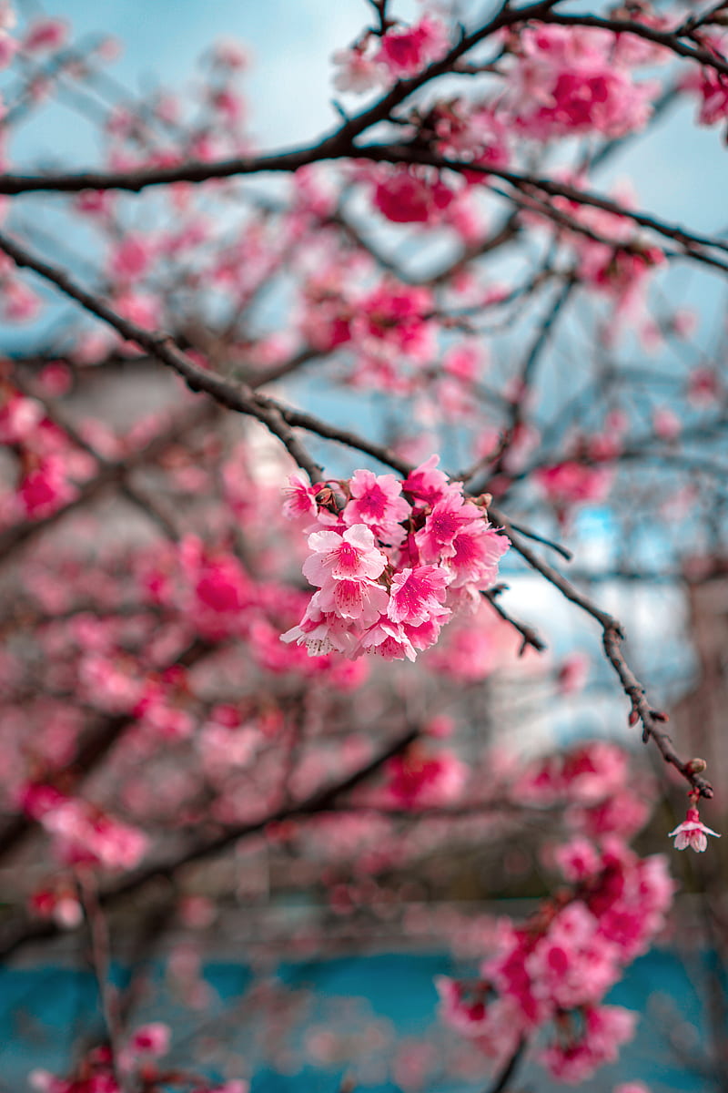 sakura, flowers, bloom, macro, branch, HD phone wallpaper