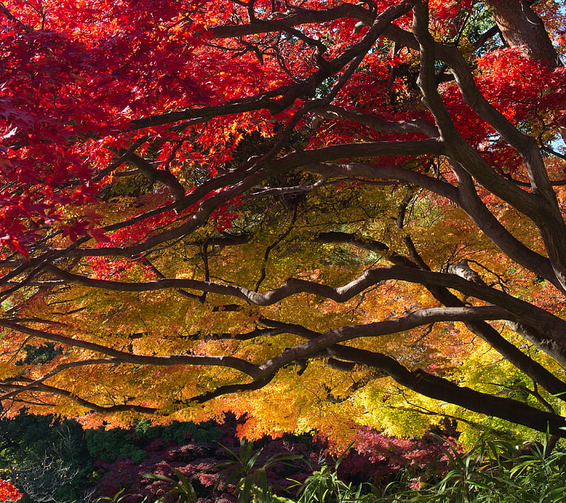 Japanese Maple 5, beauty, gorgeous, japanese maple, nature, trees, HD wallpaper