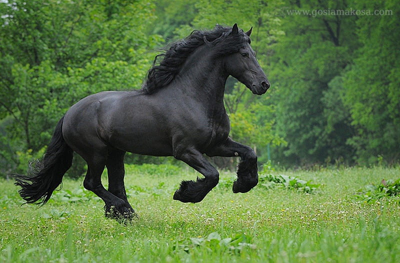 Horsepower, dutch, friesian, black, holland, horses, HD wallpaper
