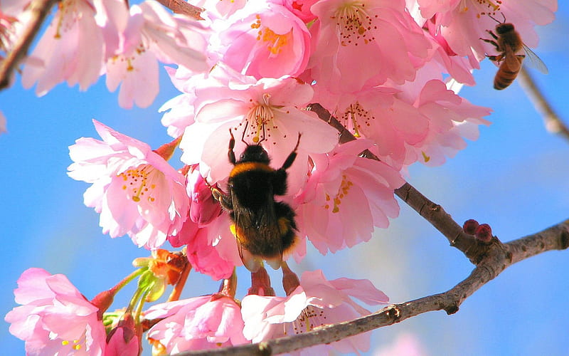 Bees in the Cherry Tree, insect, pollenize, cherry tree, bees, HD wallpaper