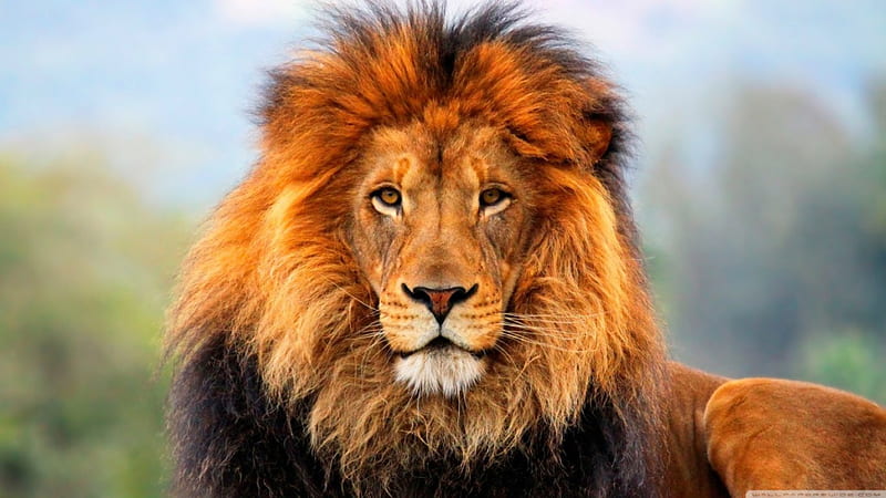 Majestic Lion new, cats, animals, lions, HD wallpaper