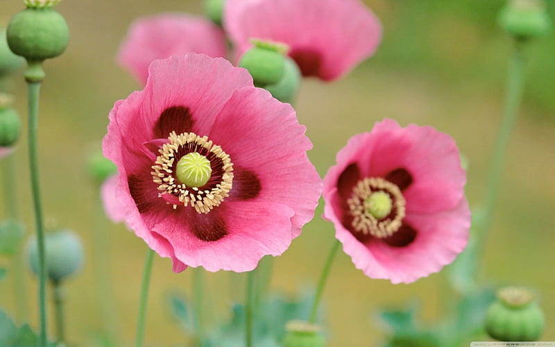 Pink Poppies, poppy, grass, poppies, yellow, soft, buds, leaves, daylight, bunch, flowers, day, nature, petals, pink, stem, HD wallpaper