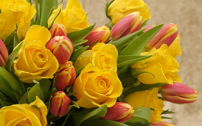 yellow roses, rosebuds, beautiful bouquet, roses, pink tulips, HD wallpaper