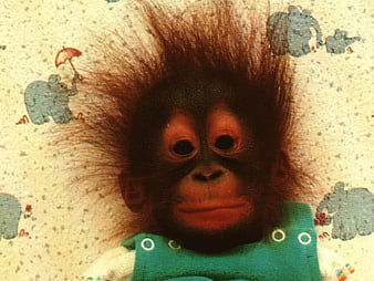 Monkey with red outlet wig