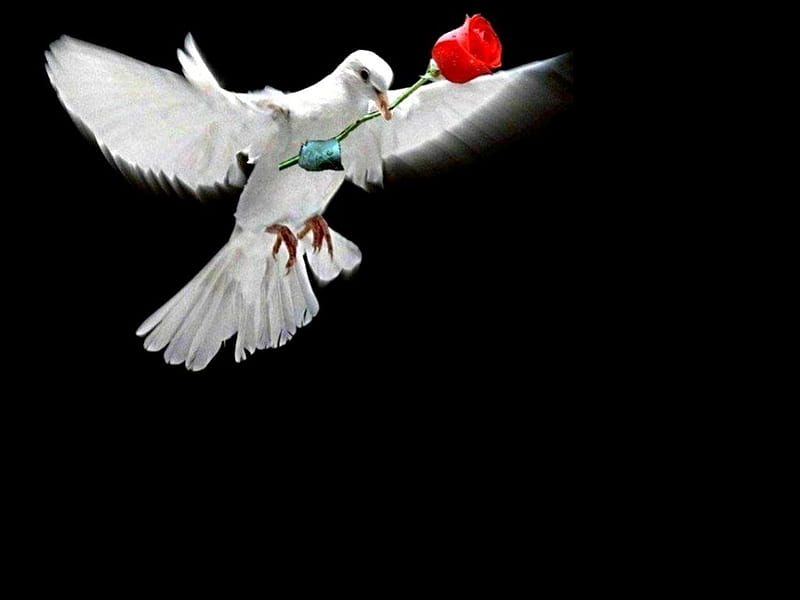 Peace of love, pigeon, rose, dove, peace, white, HD wallpaper | Peakpx
