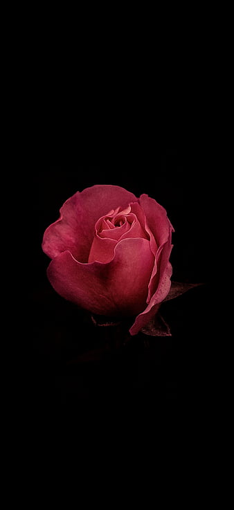 Black roses at night by Coolarts223 on DeviantArt
