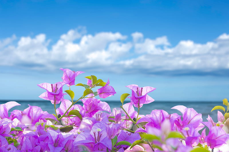 Beautiful Flowers, Tropical, beach, Sea, Flowers, Seascapes, HD wallpaper