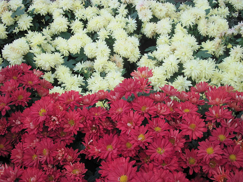 Dreaming about Spring in my garden 07, red, Azalea, yellow, graphy, green, chrysanthemums flower, garden, Flowers, white, HD wallpaper