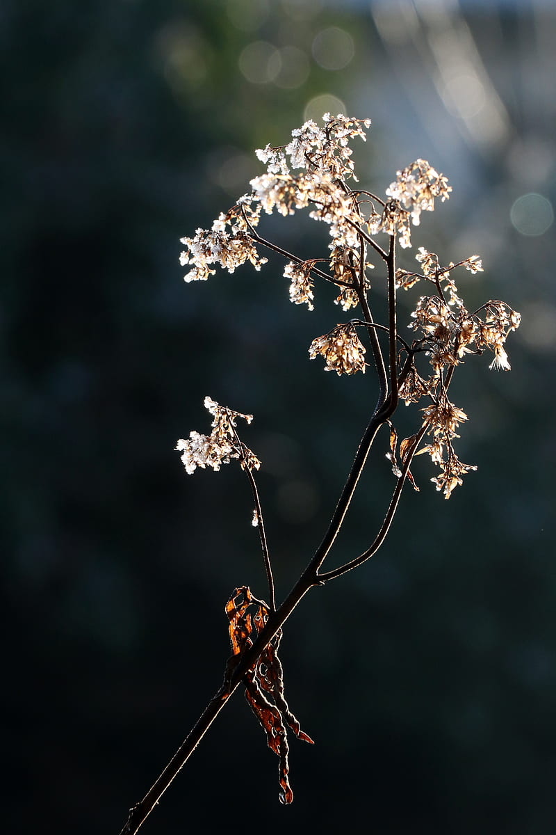 branch, flowers, dry, light, macro, HD phone wallpaper