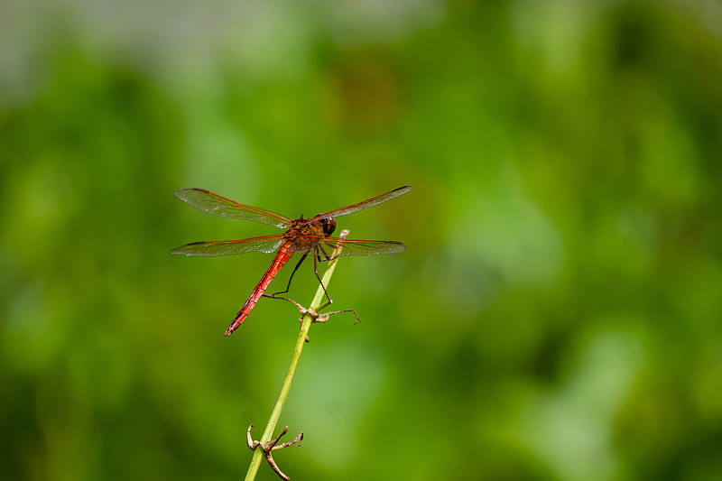 brown and red dragonfly perched on brown stem in tilt shift lens, HD wallpaper