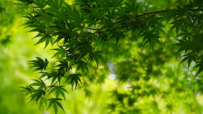 Green Leafed Trees Branches In Blur Green Leaves Background Nature ...