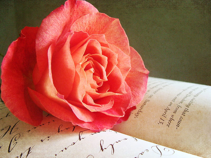 A Place in My Heart, red, open book, still life, rose, heart, texture, place, HD wallpaper