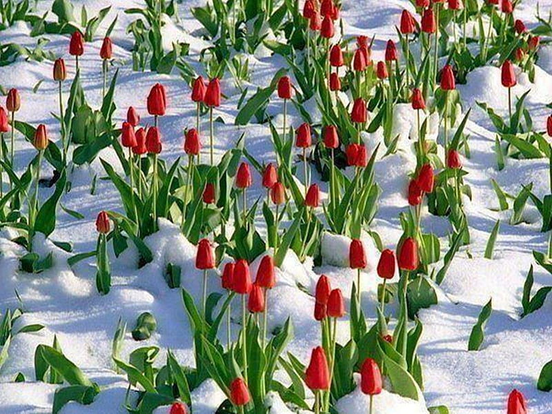 Winter Tulips, snow, flowers, ice, tulips, blooms, seasons, winter, frost, HD wallpaper