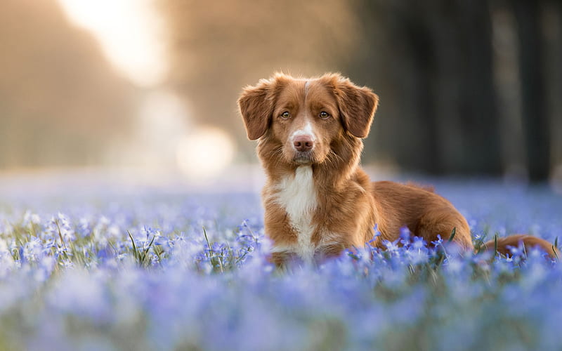 brown puppy, labrador, brown retriever, blue wildflowers, pets, dogs, HD wallpaper