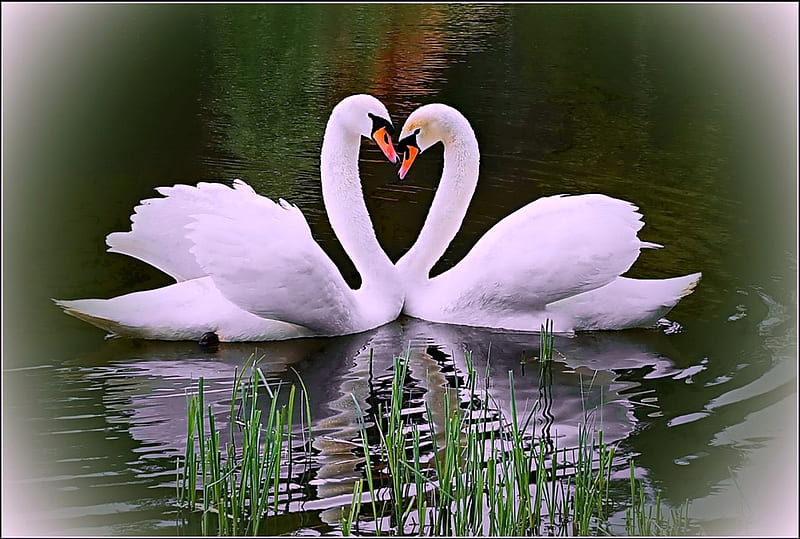 Romantic Swans, Water, Reflection, Swans, Birds, HD wallpaper | Peakpx
