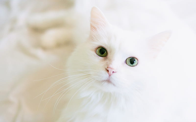 Turkish Angora, heterochromia, cats, white cat, pets, Turkish Angora Cat, HD wallpaper