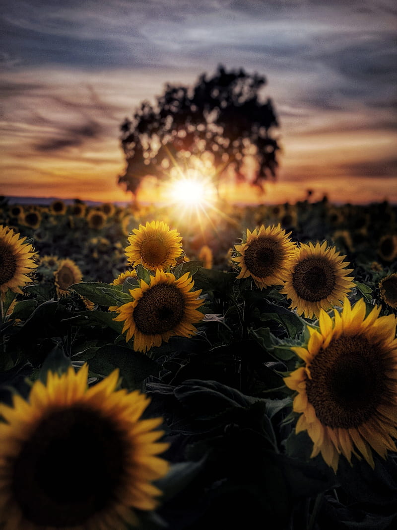 sunflowers, flowers, petals, rays, sun, HD phone wallpaper