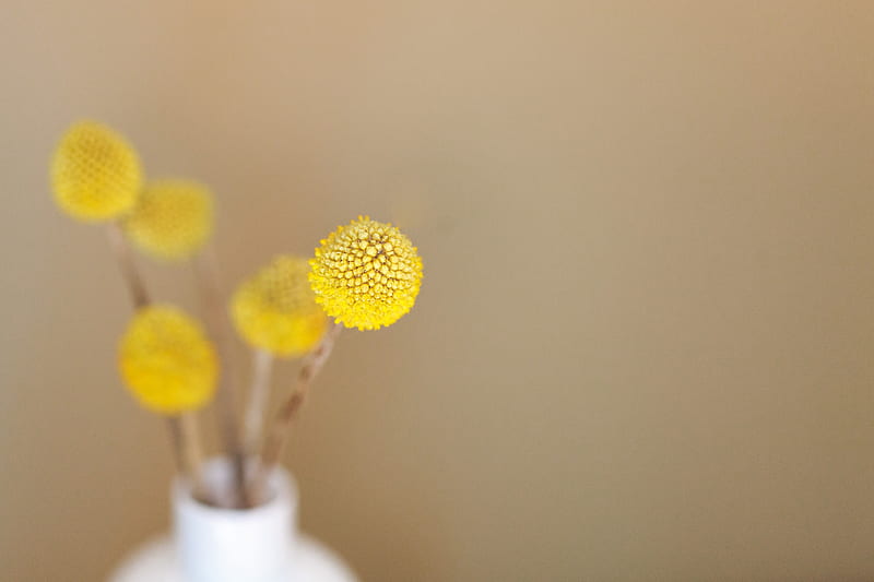 macro shot of yellow flower, HD wallpaper