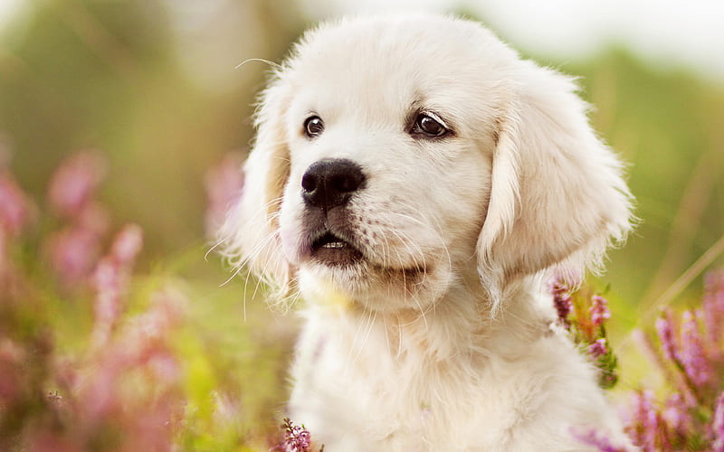 labrador, little white puppy, retriever, cute little dogs, flowers, dogs, HD wallpaper