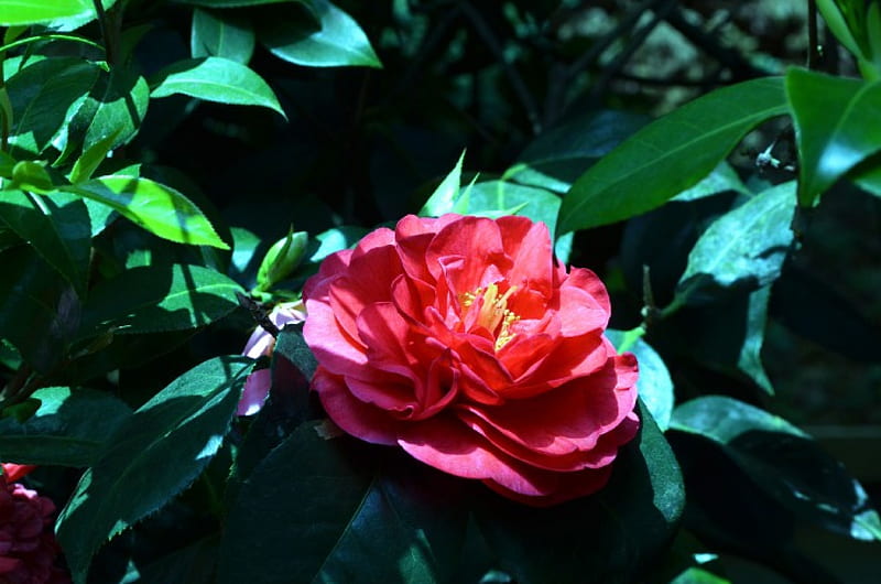 Camelia roja, hojas, flor, primavera, primavera, sol, Fondo de pantalla HD  | Peakpx