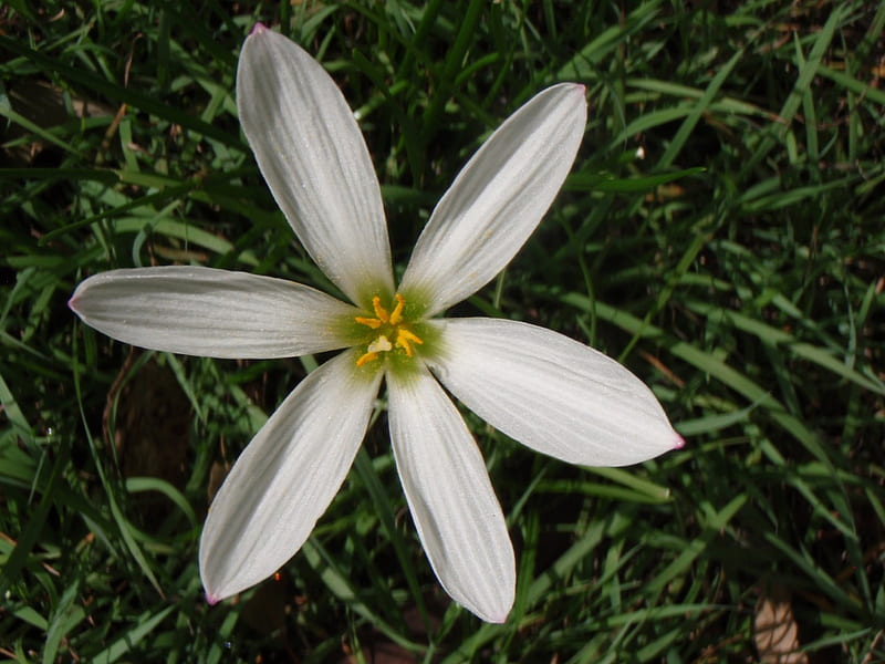 White crocus, flowers, nature, graphy, crocus, HD wallpaper | Peakpx