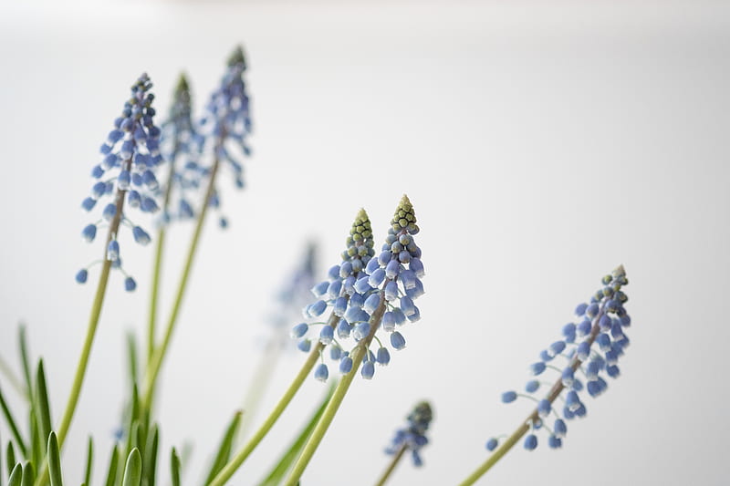 Blue flowers, HD wallpaper | Peakpx