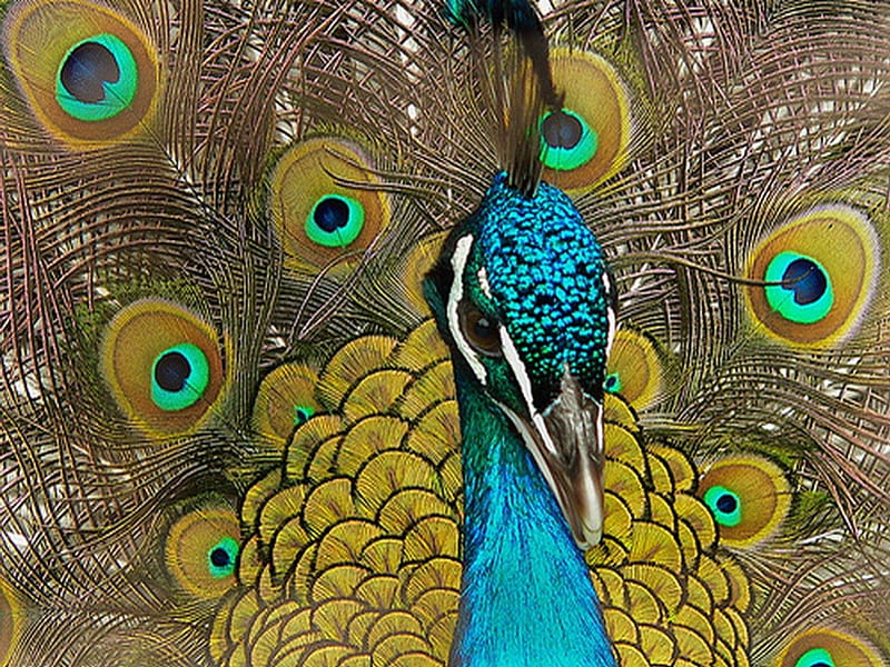 Peafowl, bird, colors, face, irradescent, HD wallpaper