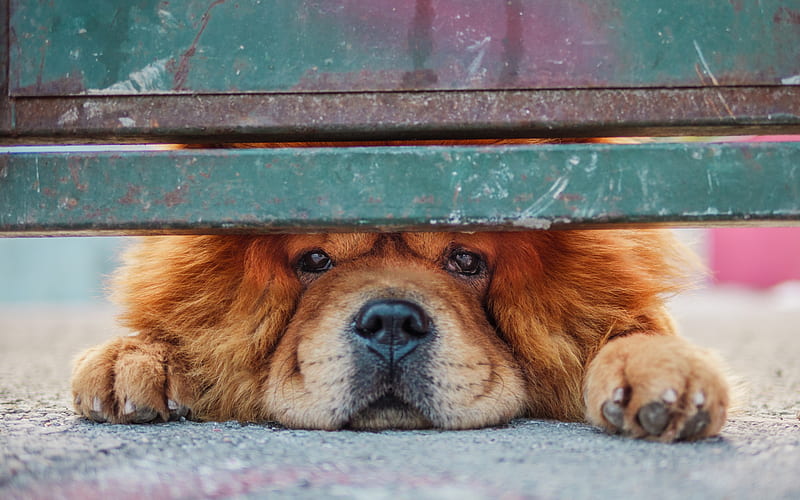 Chow Chow, guard dog, cute animal, fence, brown dog, HD wallpaper