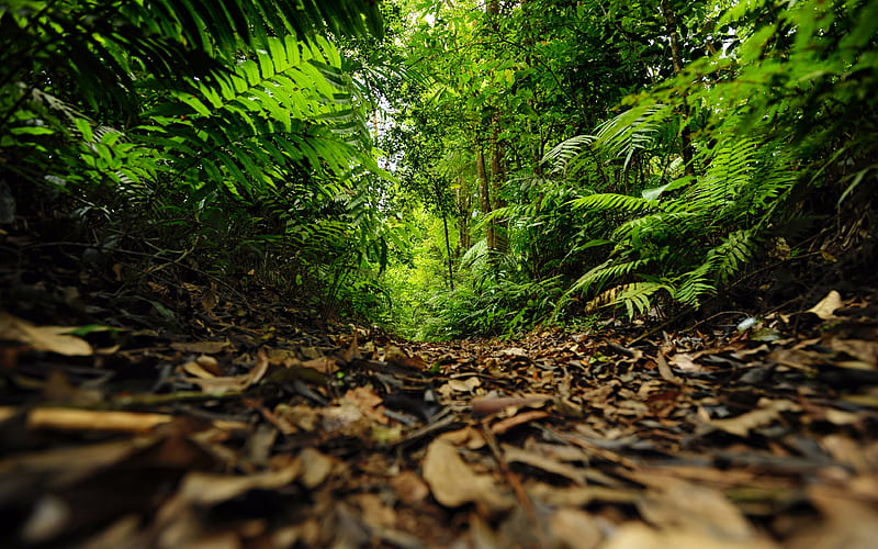 Green rainforest path 2020 Landscape R graphy, HD wallpaper