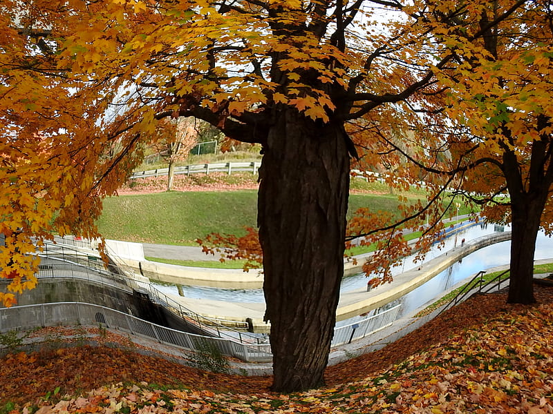 Autumn Trees-Fisheye, Trees, Fisheye, Canada, Leaves, graphy, Autumn, Nature, Lift Locks, HD wallpaper