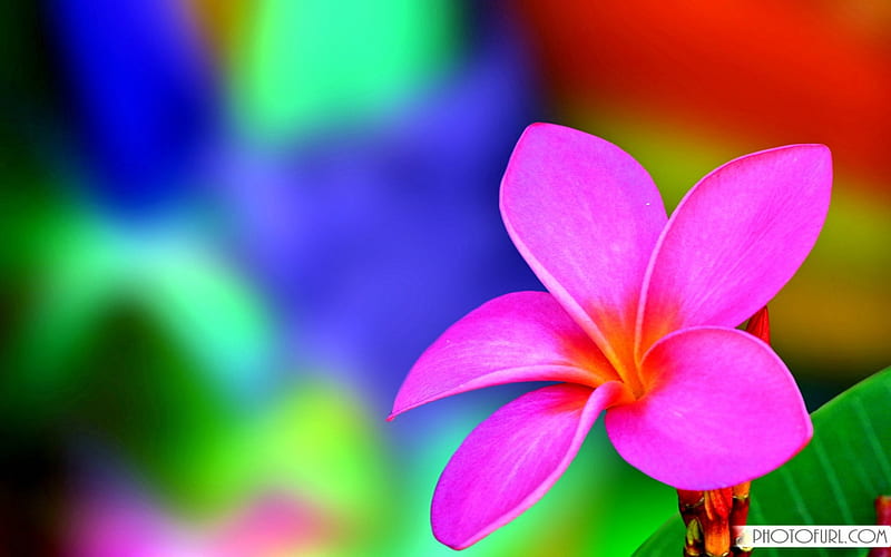 Hawaiian Plumeria, colorful, paradise flower, plumeria, scent, bonito, splendor, nature, lovely flowers, pink, hawaiian, HD wallpaper