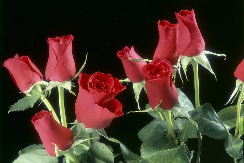 Las rosas rojas, rojas, bonitas, verdes, rosas, flores, negras, Fondo de  pantalla HD | Peakpx