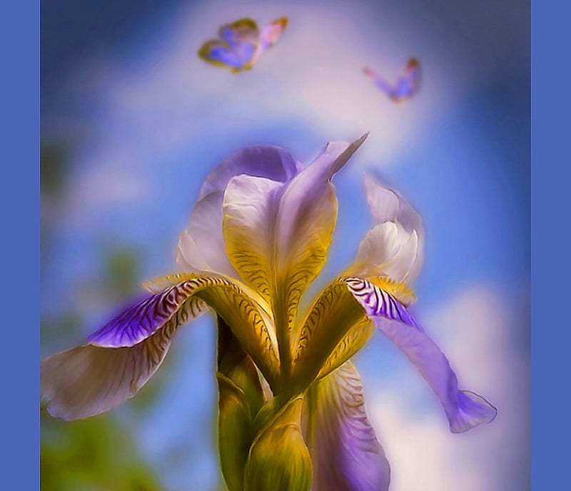 Iris, purple, flower, yellow, butterfllies, white, sky, HD wallpaper