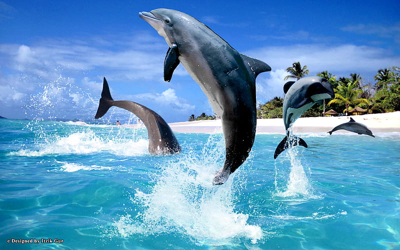 Dolphins jumping around beach, beach, dolphins, sea, animals, HD wallpaper