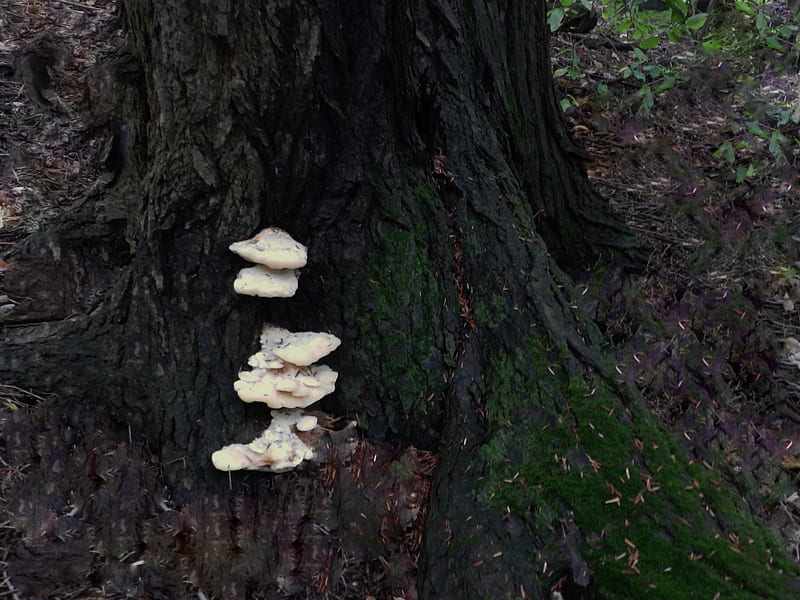 Fungi On A Tree Stump, Forest, Tree Stump, graphy, Moss, Fungi, Nature, HD wallpaper