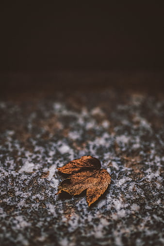 Sepia leaf, sepia, graphy, lief, brown, autumn, HD wallpaper | Peakpx