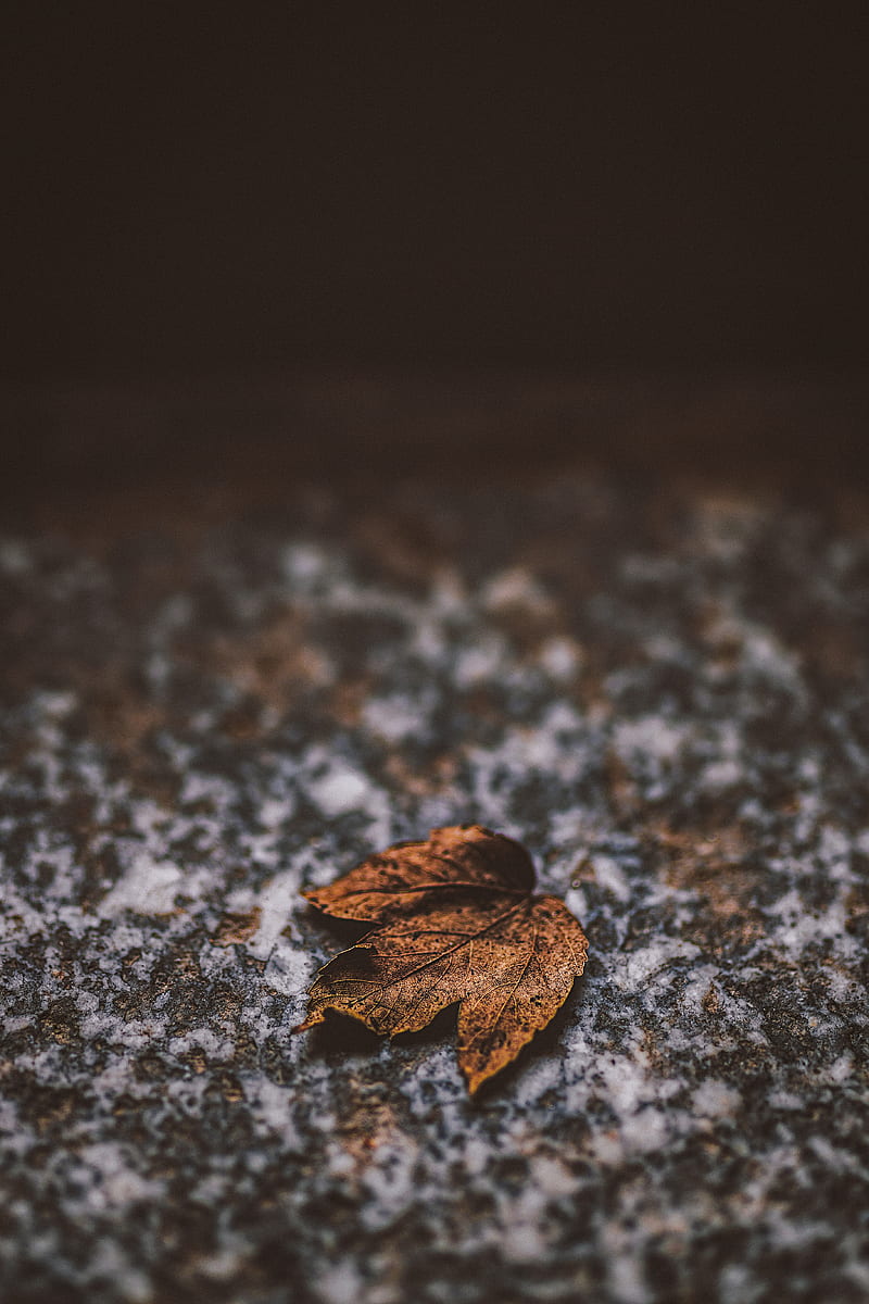 leaf, dry, stone, brown, autumn, HD phone wallpaper