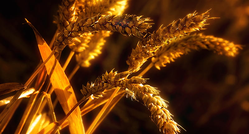 wheat, close-up, plants, agriculture, Nature, HD wallpaper